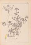 Herbier de la flore française Pl.0297