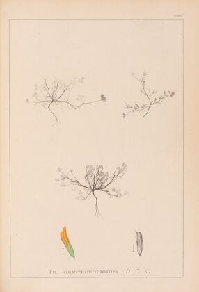 Herbier de la flore française Pl.0299