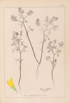 Herbier de la flore française Pl.0300
