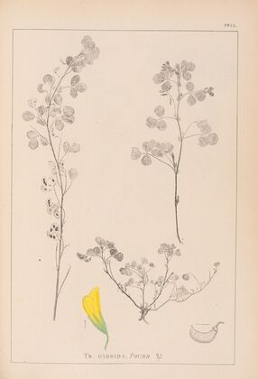 Herbier de la flore française Pl.0301