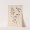 Herbier de la flore française Pl.0302 by Louis Antoine Cusin