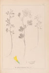Herbier de la flore française Pl.0303