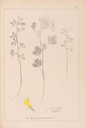 Herbier de la flore française Pl.0303