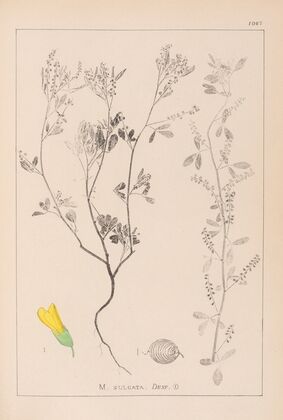 Herbier de la flore française Pl.0304