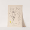 Herbier de la flore française Pl.0304 by Louis Antoine Cusin