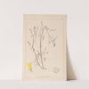 Herbier de la flore française Pl.0305 by Louis Antoine Cusin