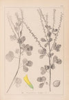 Herbier de la flore française Pl.0306