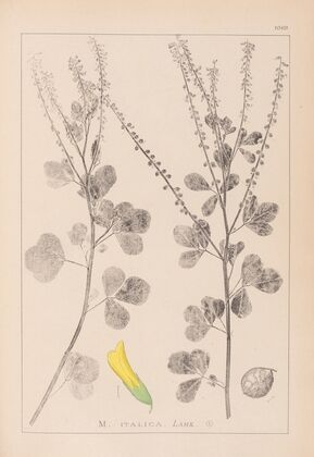 Herbier de la flore française Pl.0306