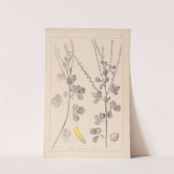 Herbier de la flore française Pl.0306 by Louis Antoine Cusin