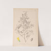 Herbier de la flore française Pl.0307 by Louis Antoine Cusin
