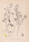 Herbier de la flore française Pl.0308