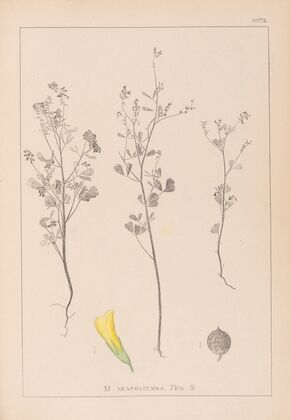 Herbier de la flore française Pl.0309
