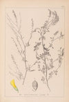 Herbier de la flore française Pl.0310