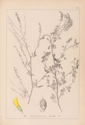 Herbier de la flore française Pl.0310
