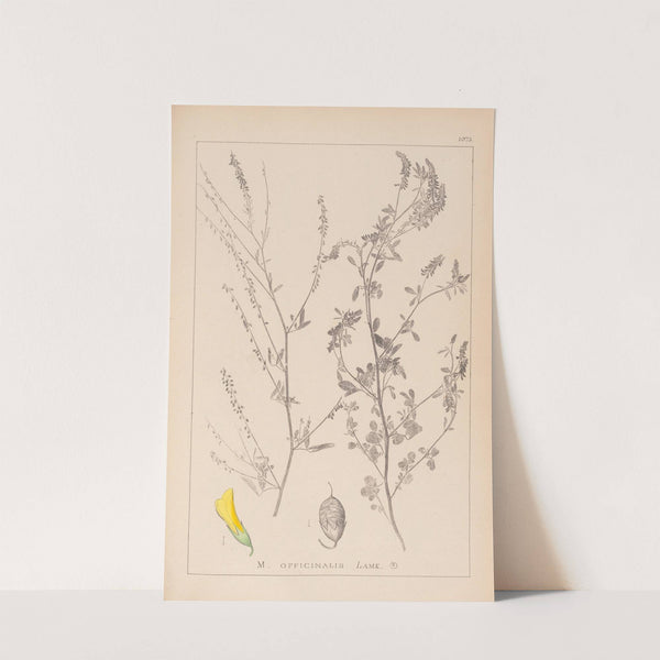 Herbier de la flore française Pl.0310 by Louis Antoine Cusin