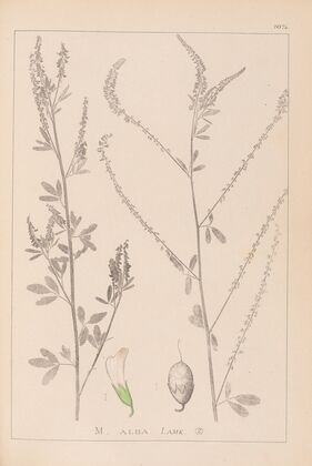 Herbier de la flore française Pl.0311