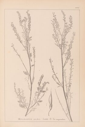 Herbier de la flore française Pl.0312