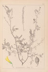 Herbier de la flore française Pl.0313