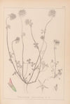 Herbier de la flore française Pl.0314