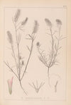 Herbier de la flore française Pl.0315