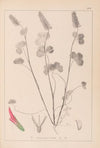 Herbier de la flore française Pl.0316