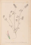 Herbier de la flore française Pl.0317