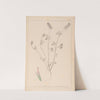 Herbier de la flore française Pl.0317 by Louis Antoine Cusin
