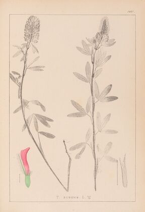 Herbier de la flore française Pl.0318