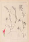 Herbier de la flore française Pl.0319