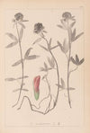 Herbier de la flore française Pl.0320