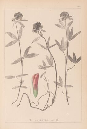 Herbier de la flore française Pl.0320