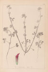 Herbier de la flore française Pl.0321
