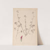 Herbier de la flore française Pl.0321 by Louis Antoine Cusin