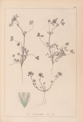 Herbier de la flore française Pl.0323