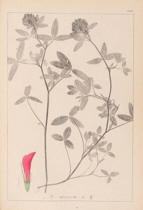 Herbier de la flore française Pl.0324