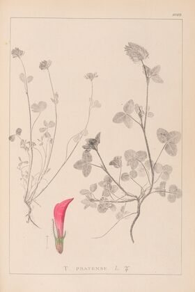 Herbier de la flore française Pl.0325