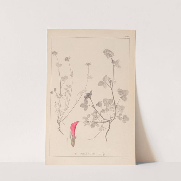 Herbier de la flore française Pl.0325 by Louis Antoine Cusin