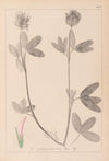 Herbier de la flore française Pl.0326
