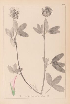 Herbier de la flore française Pl.0326