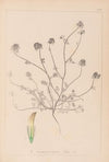 Herbier de la flore française Pl.0327