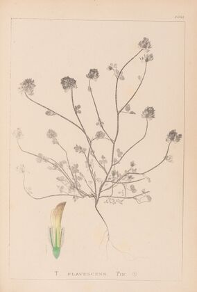 Herbier de la flore française Pl.0327