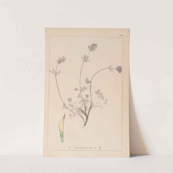 Herbier de la flore française Pl.0328 by Louis Antoine Cusin