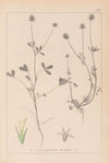 Herbier de la flore française Pl.0329