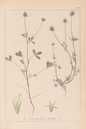 Herbier de la flore française Pl.0329
