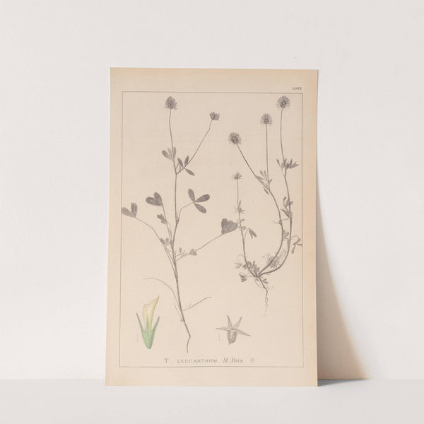 Herbier de la flore française Pl.0329 by Louis Antoine Cusin