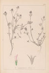 Herbier de la flore française Pl.0330
