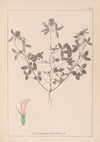 Herbier de la flore française Pl.0331