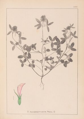 Herbier de la flore française Pl.0331