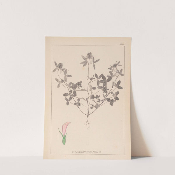 Herbier de la flore française Pl.0331 by Louis Antoine Cusin