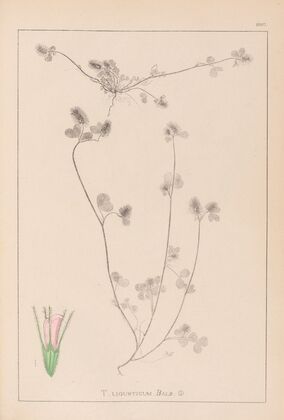 Herbier de la flore française Pl.0333